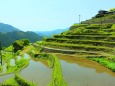 新緑の丸山千枚田