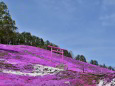 芝桜公園