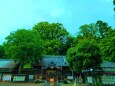 梅雨の神社の森