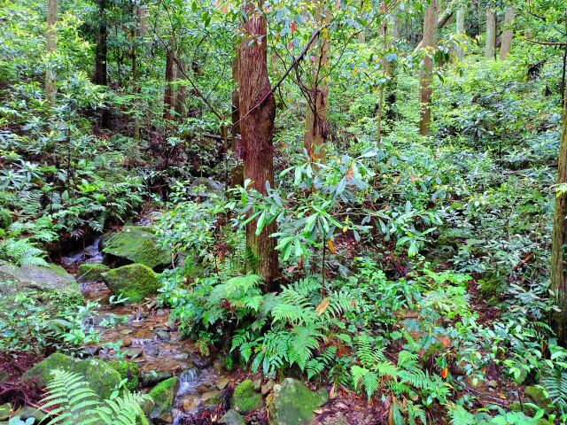 梅雨の熊野古道