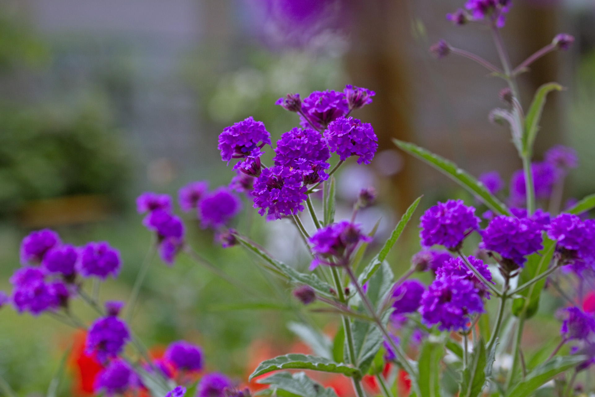 花 植物 バーベナ 壁紙19x1280 壁紙館