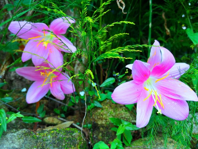 初夏の花