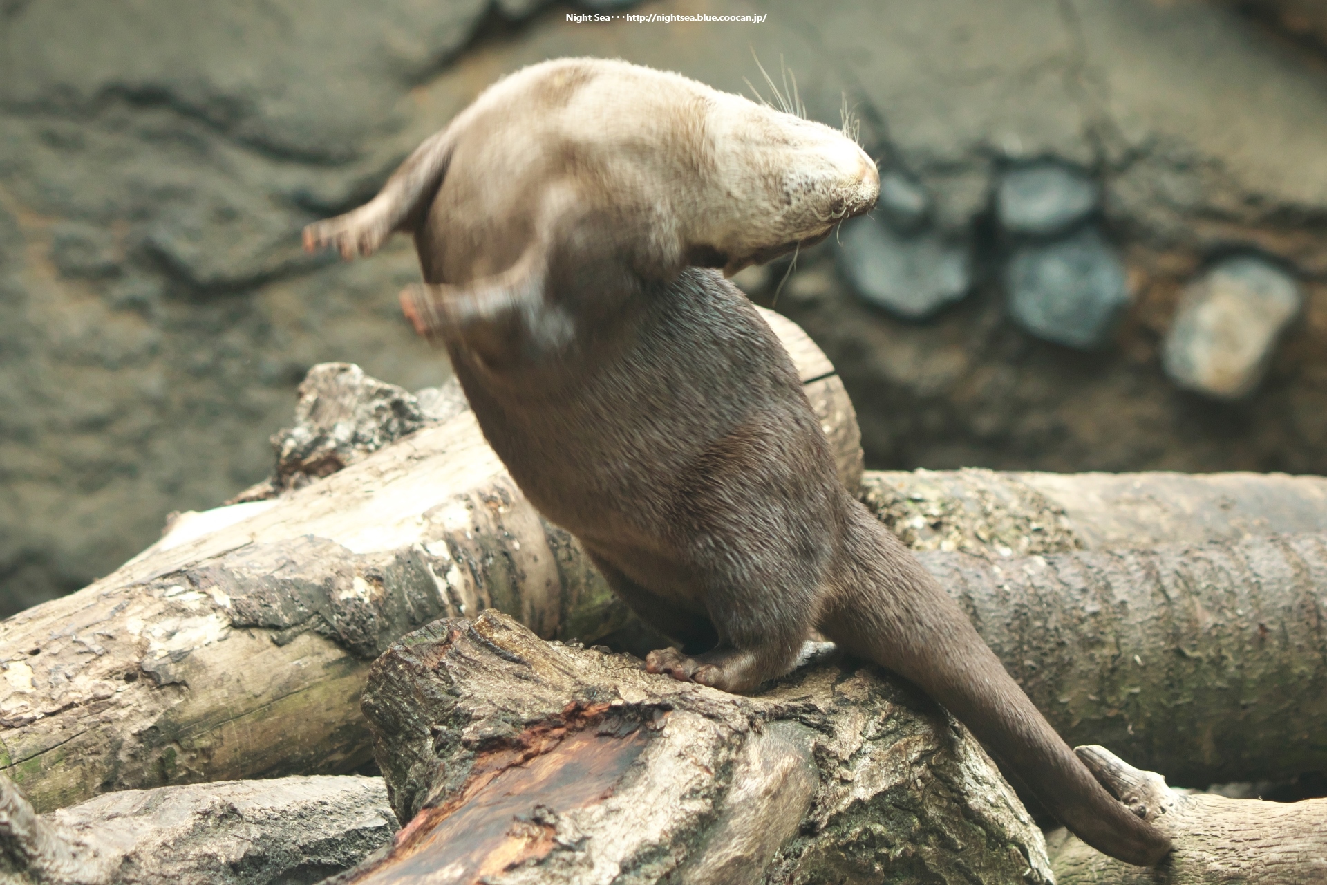 動物 その他 荒ぶるカワウソ 壁紙19x1280 壁紙館