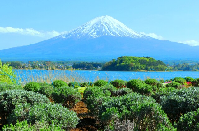 新緑の富士山