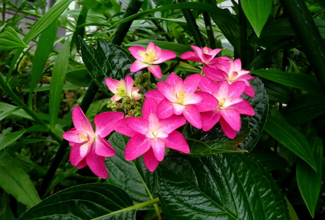 梅雨の季節 可愛い紫陽花