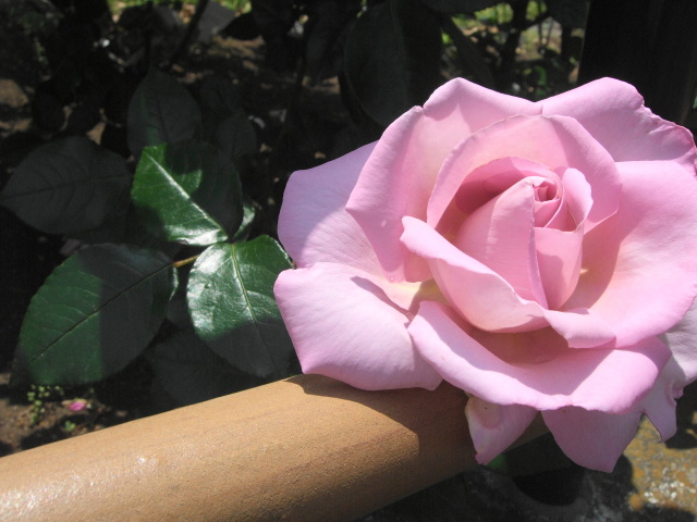 ローズシナクティフ