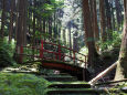 杉林の中の赤い橋