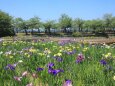 花ショウブ園