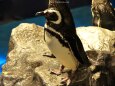 ペンギンさん