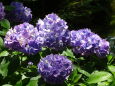 神社の紫陽花