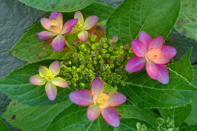 紫陽花～2021～2