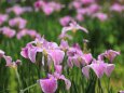 亀鶴公園の花ショウブ