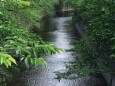 初夏の神田川