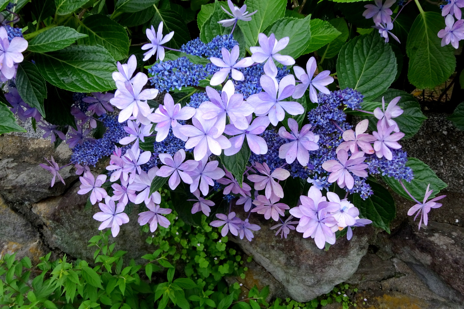 花 植物 梅雨 紫陽花の花 壁紙19x1280 壁紙館 花 植物 梅雨 紫陽花の花 壁紙19x1280 壁紙館