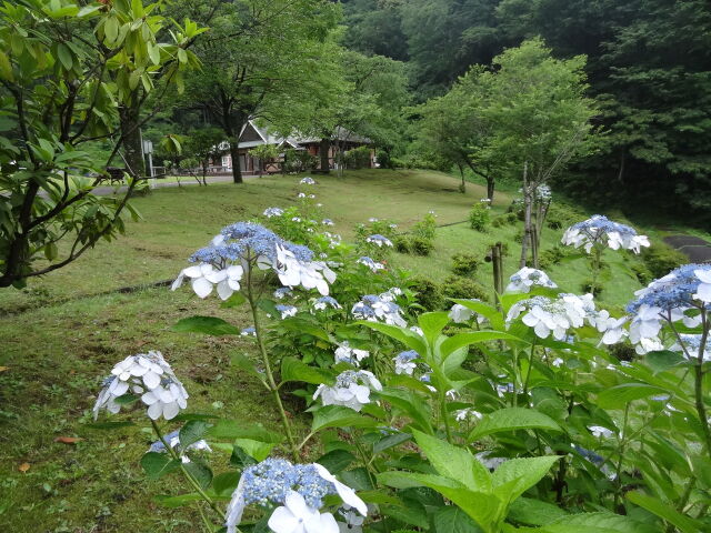 花のある風景 森のアトリエ
