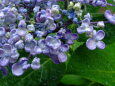 紫陽花.ポップコーン