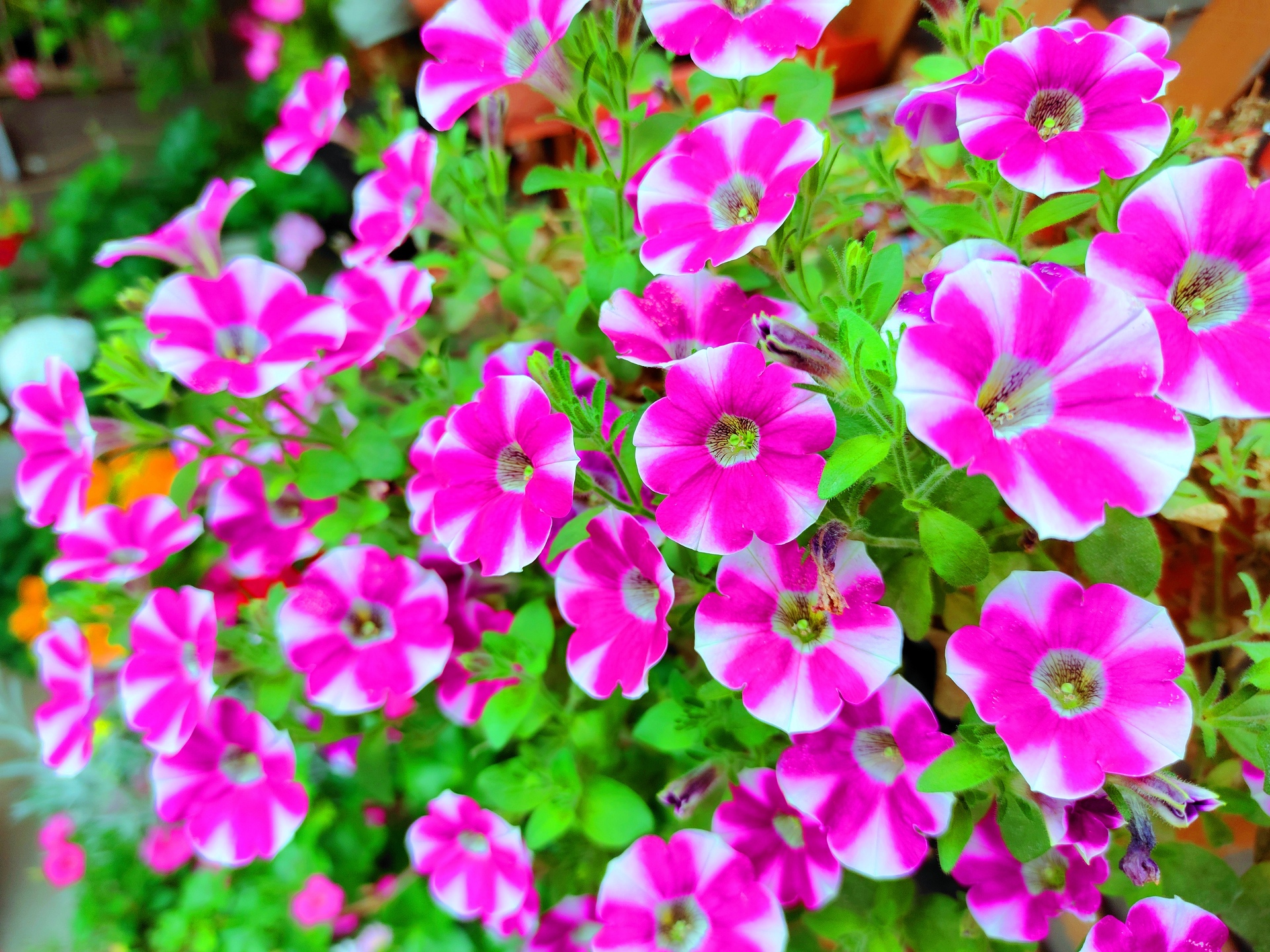 花 植物 初夏の花 壁紙19x1440 壁紙館 花 植物 初夏の花 壁紙19x1440 壁紙館