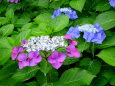 紫陽花