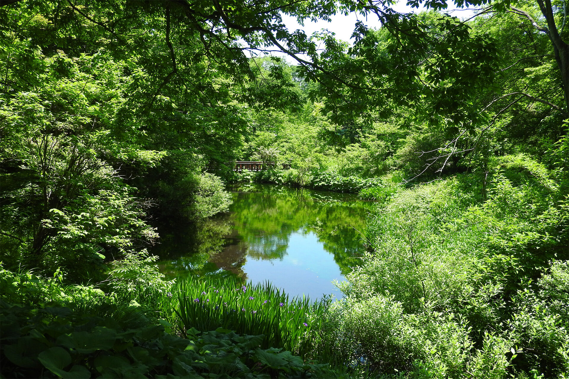 日本の風景 森の中の池 壁紙19x1280 壁紙館