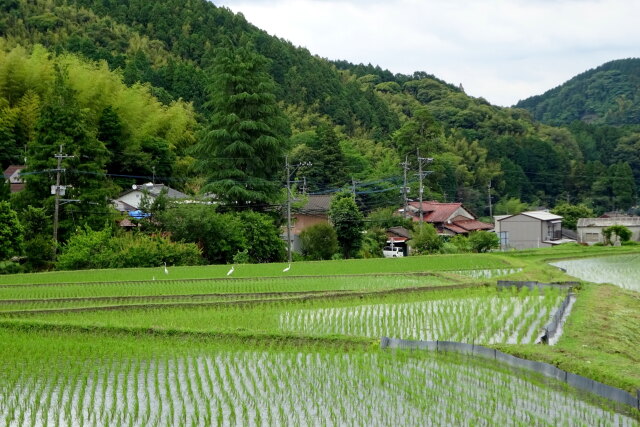 田植えの後の山村風景