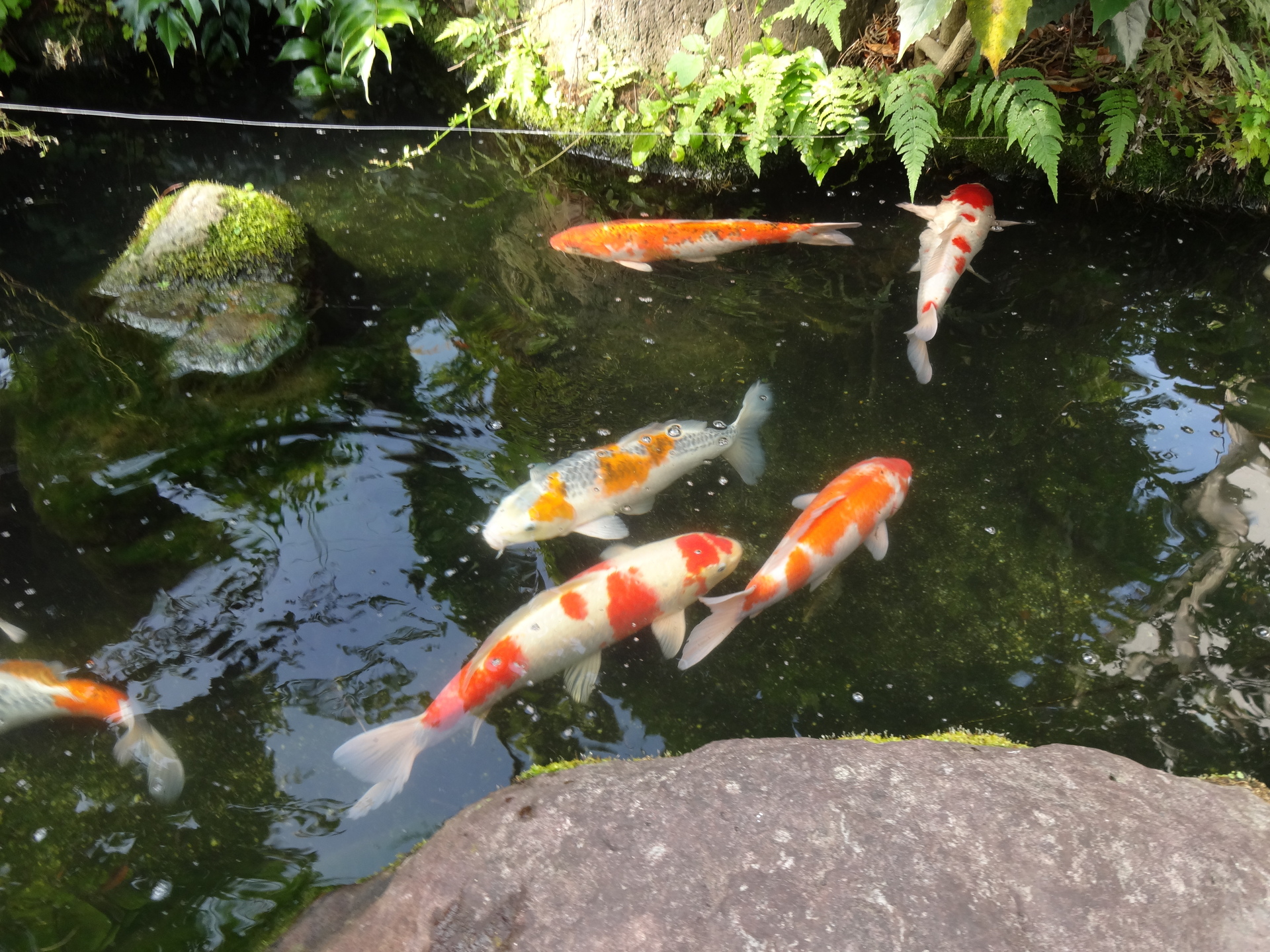 魚 水生生物 I池の鯉 壁紙19x1440 壁紙館