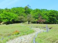 初夏の大台ケ原