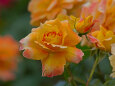 RndList[3]
