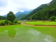 初夏の里山