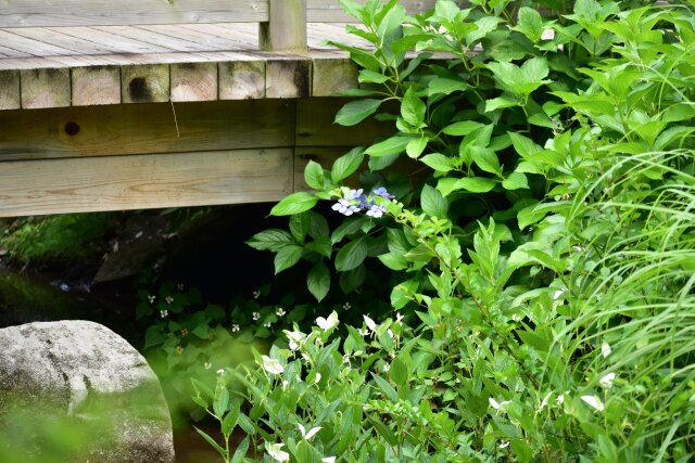 紫陽花と半夏生と