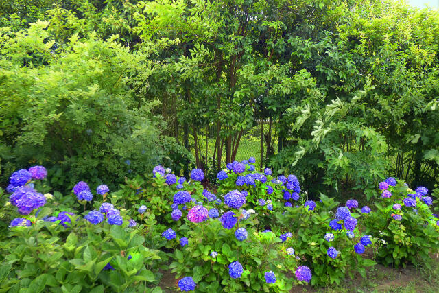 紫陽花～2021～15