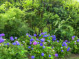 紫陽花～2021～15