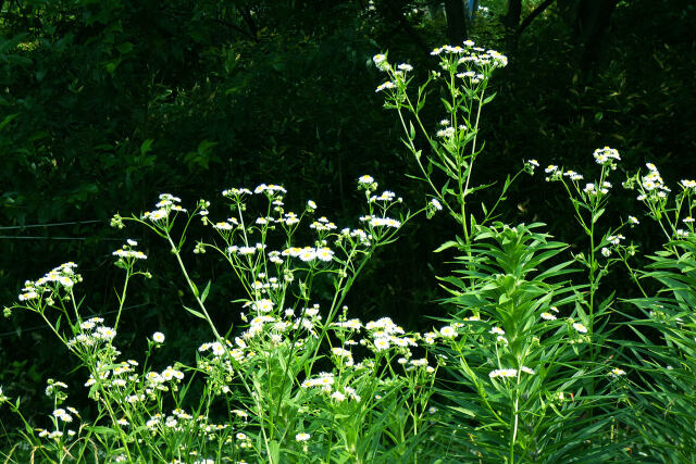 伸び伸びと咲く