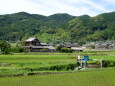 田植えが終わった里景色