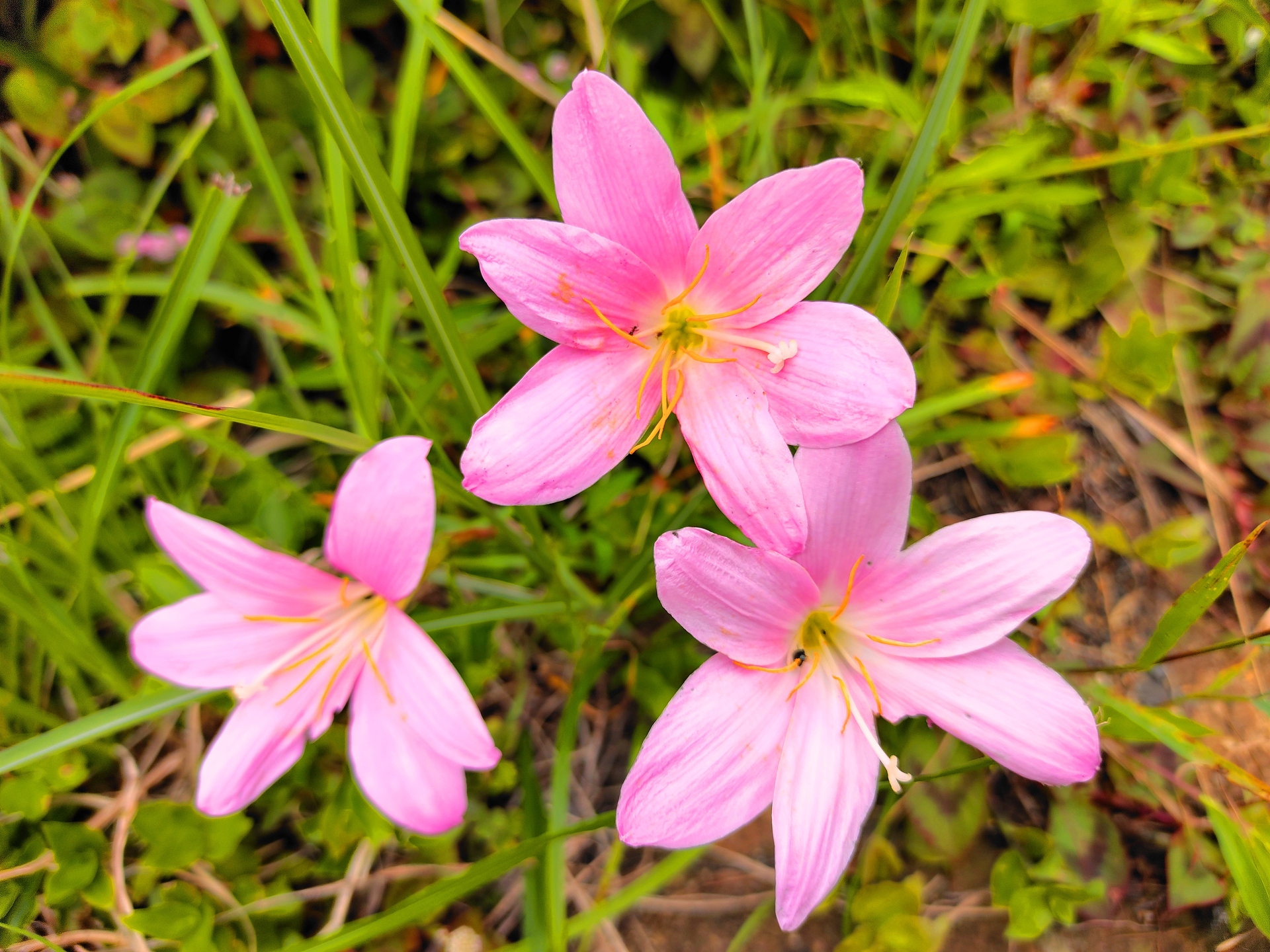 花 植物 夏の花 壁紙19x1440 壁紙館