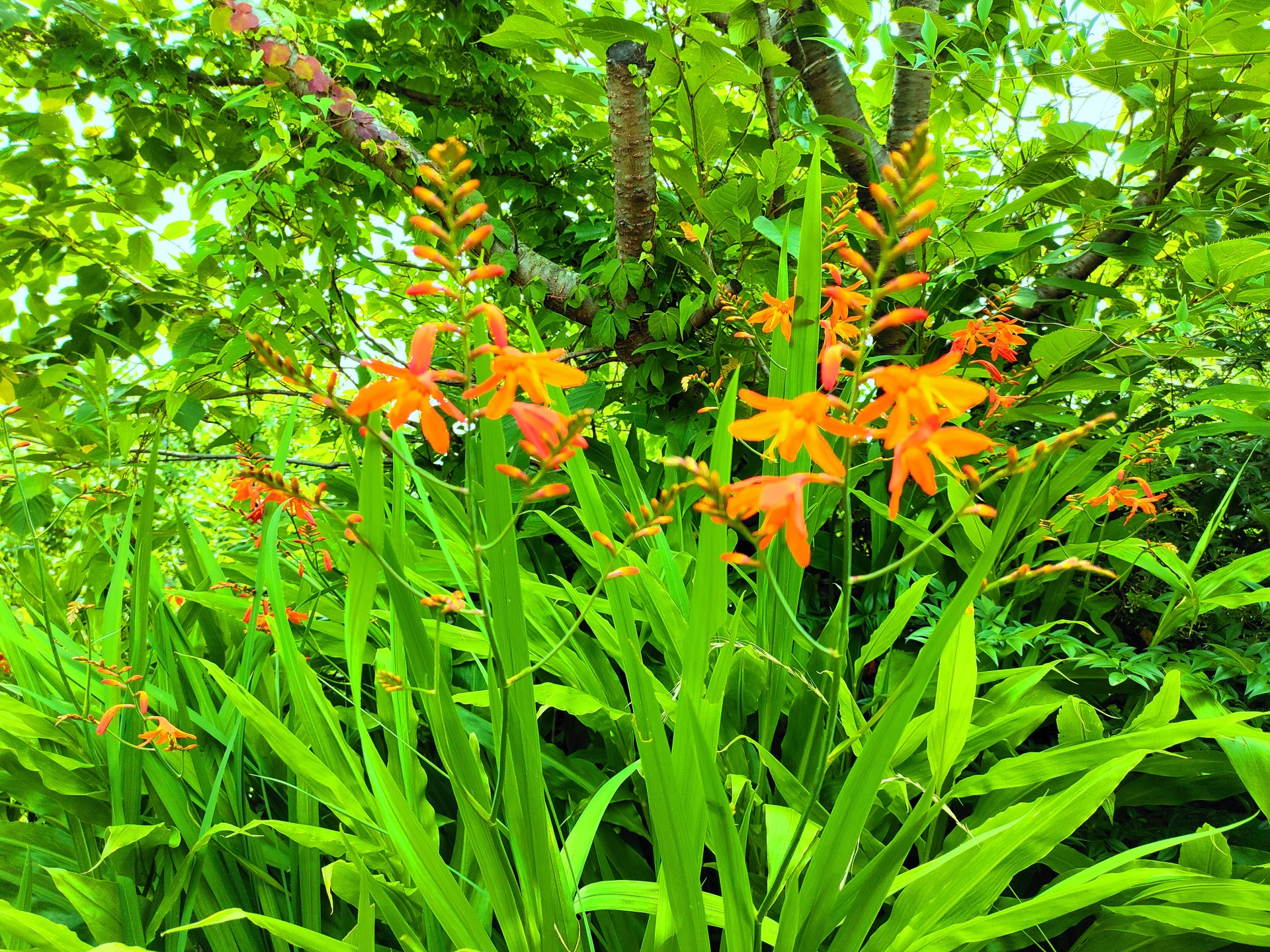 花 植物 初夏の花 壁紙19x1440 壁紙館 花 植物 初夏の花 壁紙19x1440 壁紙館
