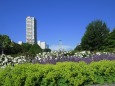 大通公園 夏