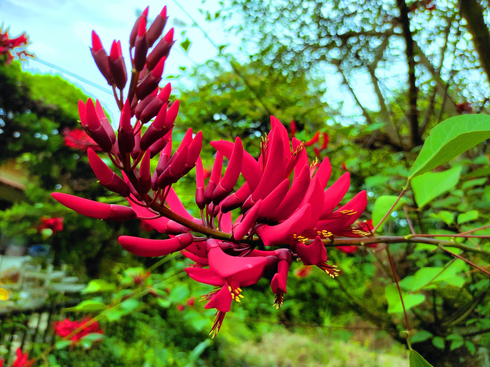 花 植物 夏の花 壁紙19x1440 壁紙館