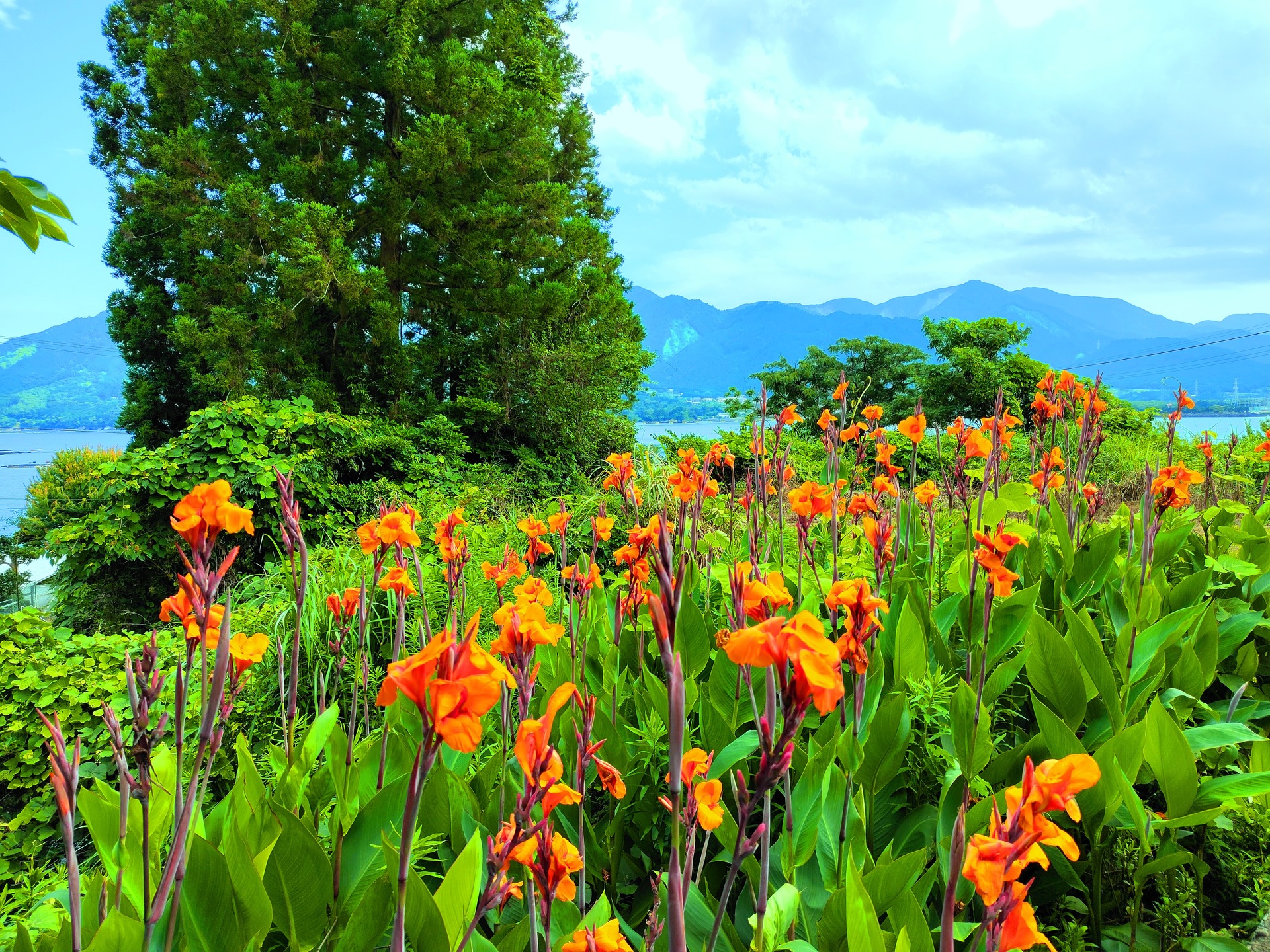 花 植物 夏の花 壁紙19x1440 壁紙館 花 植物 夏の花 壁紙19x1440 壁紙館