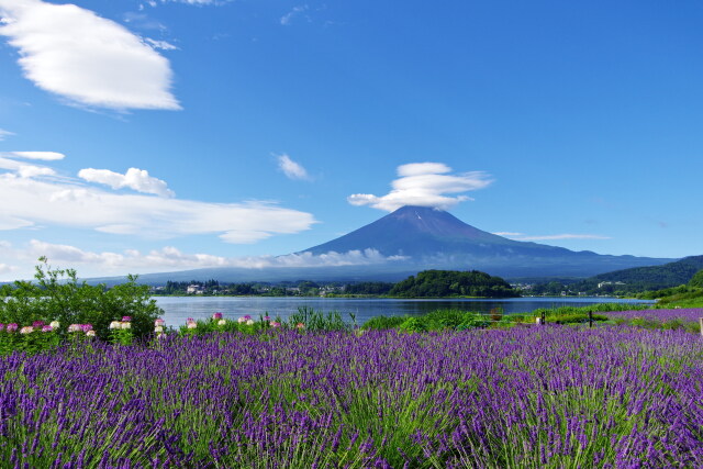 ラベンダーと富士山