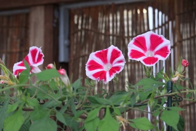 鉢植えのアサガオ-1