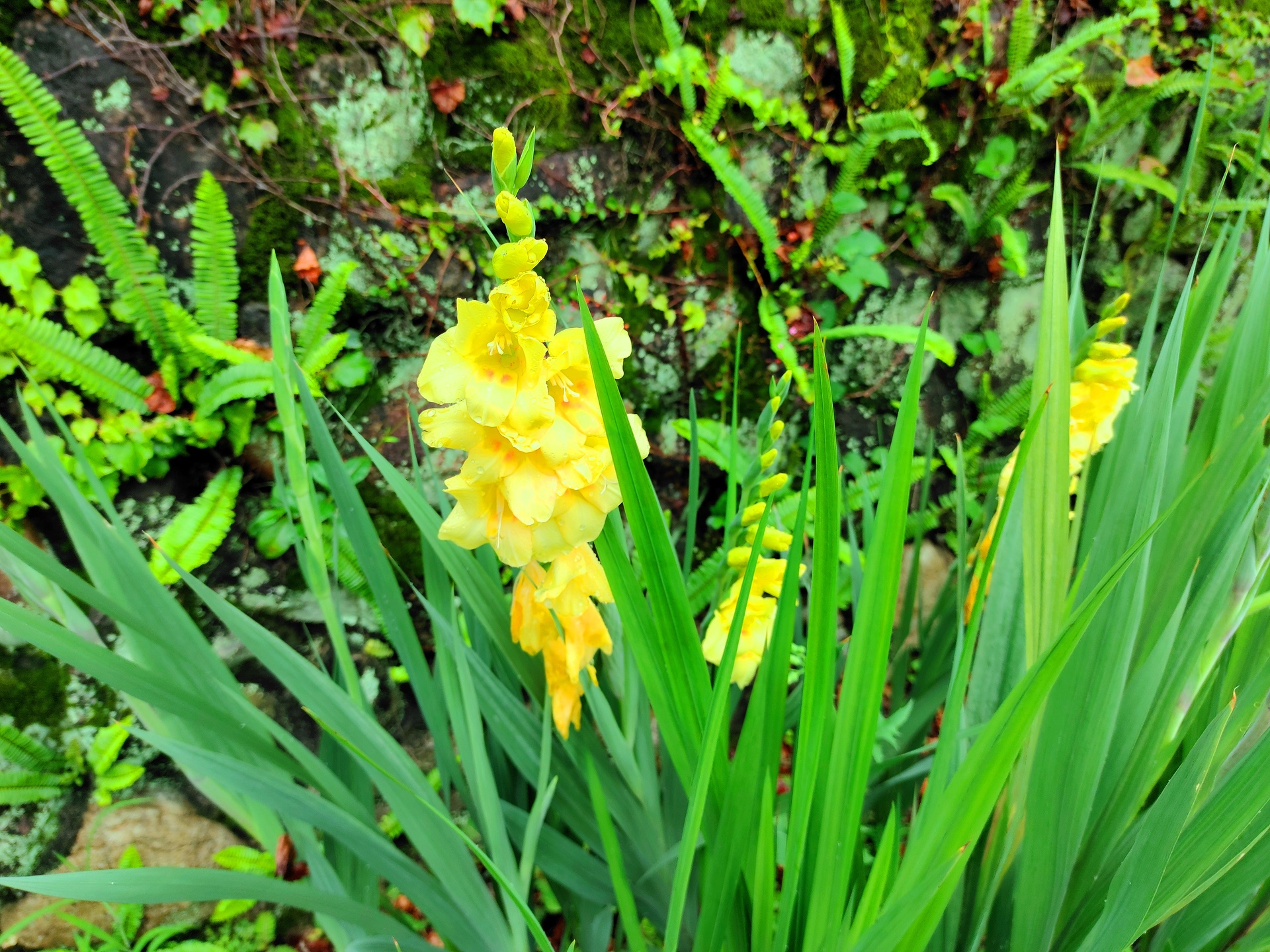 花 植物 夏の花 壁紙19x1440 壁紙館