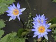 沼に咲く青いスイレン
