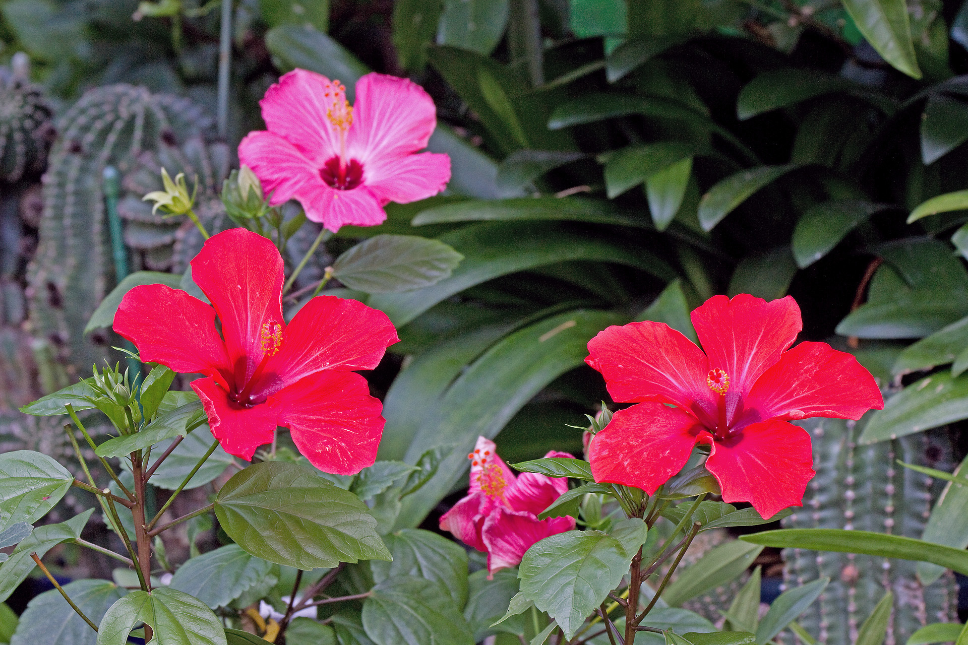 花 植物 ハイビスカス 壁紙19x1280 壁紙館