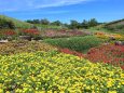 公園の花壇