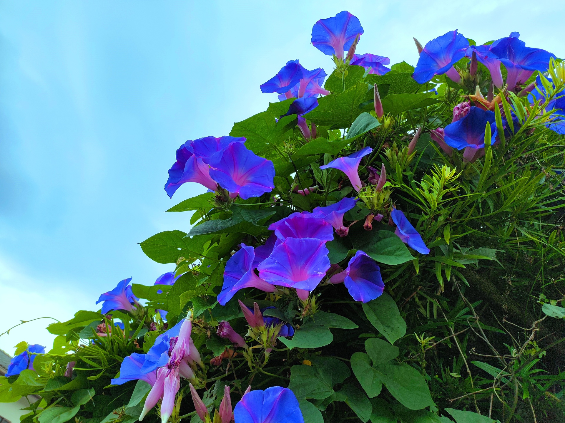 花 植物 夏の花 壁紙19x1440 壁紙館