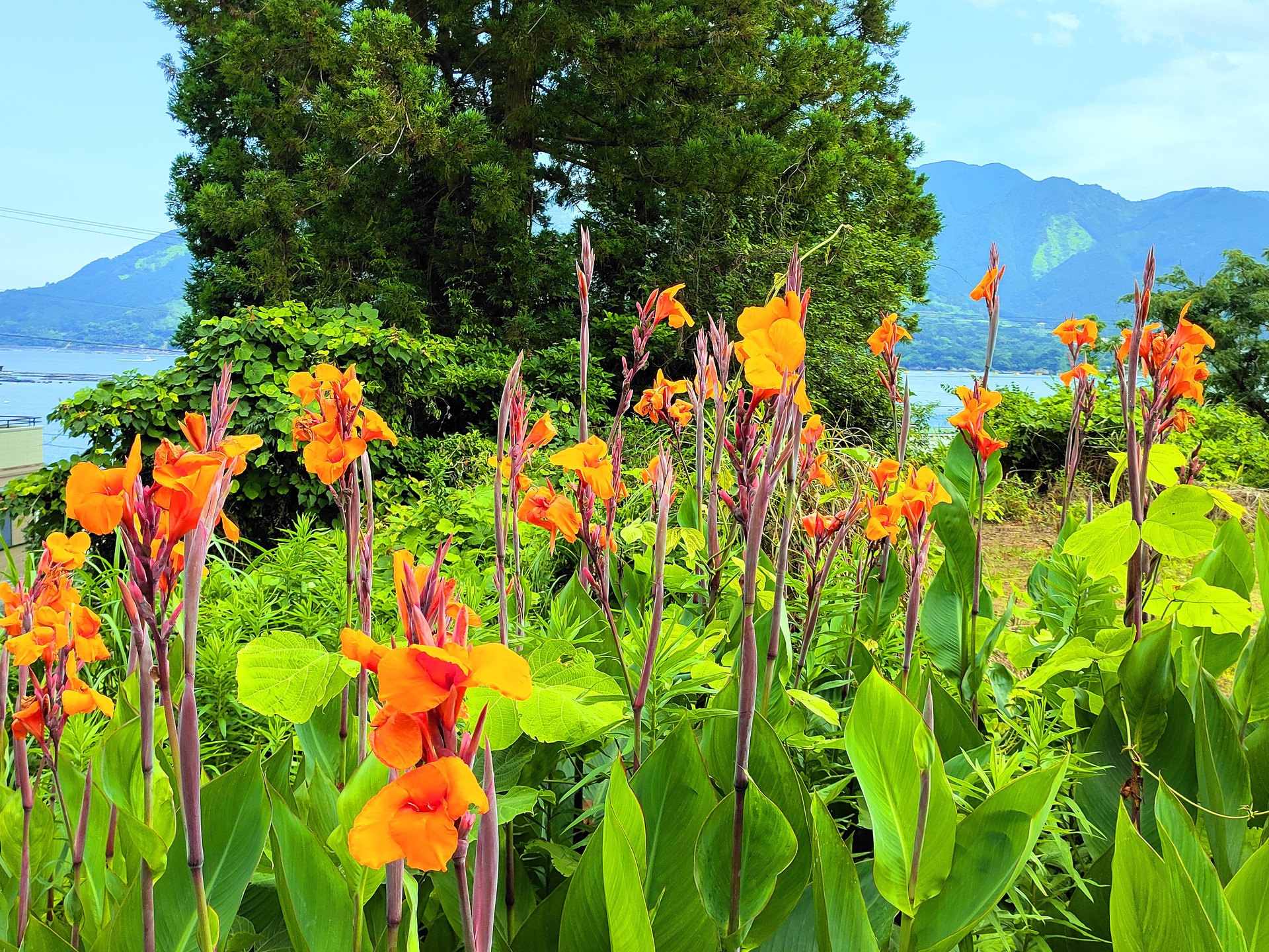 花 植物 夏の花 壁紙19x1440 壁紙館