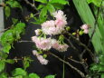 今咲く雪氷桜