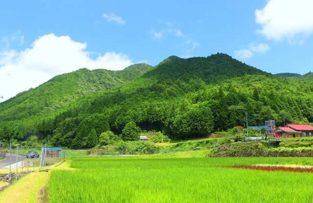 夏の里山
