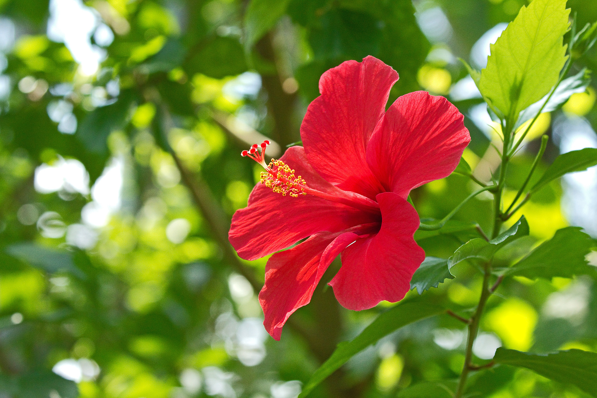 花 植物 ハイビスカス 壁紙19x1280 壁紙館