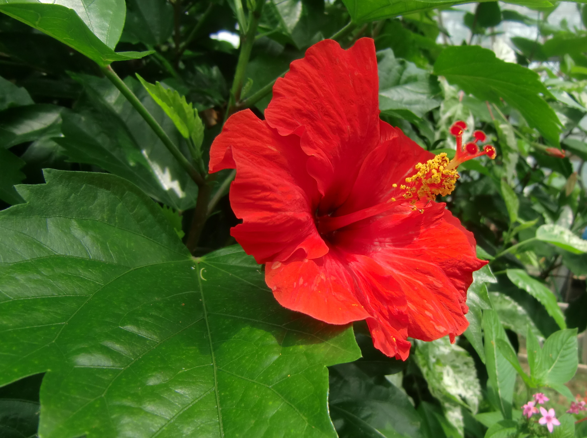 花 植物 ハイビスカス 壁紙19x1432 壁紙館